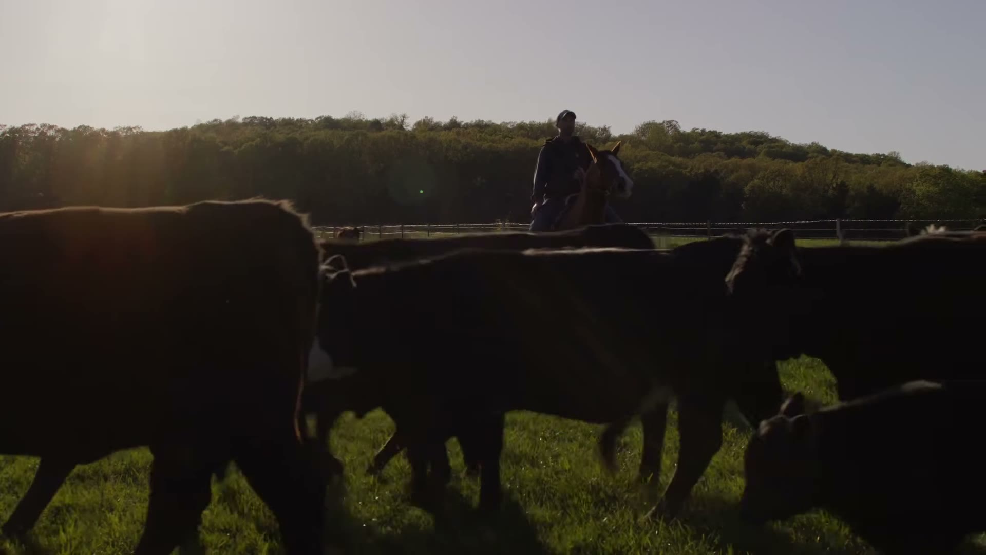 Cattle in silhouette at dusk with a rider behind them