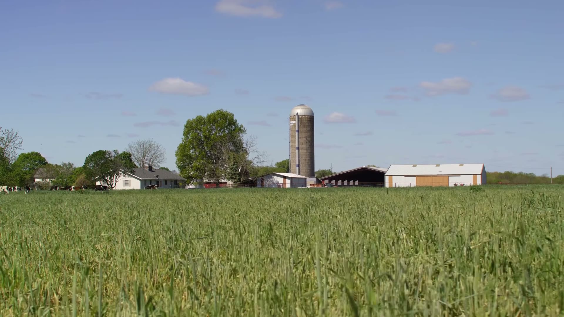 Wheat field and silo on a Missouri farm