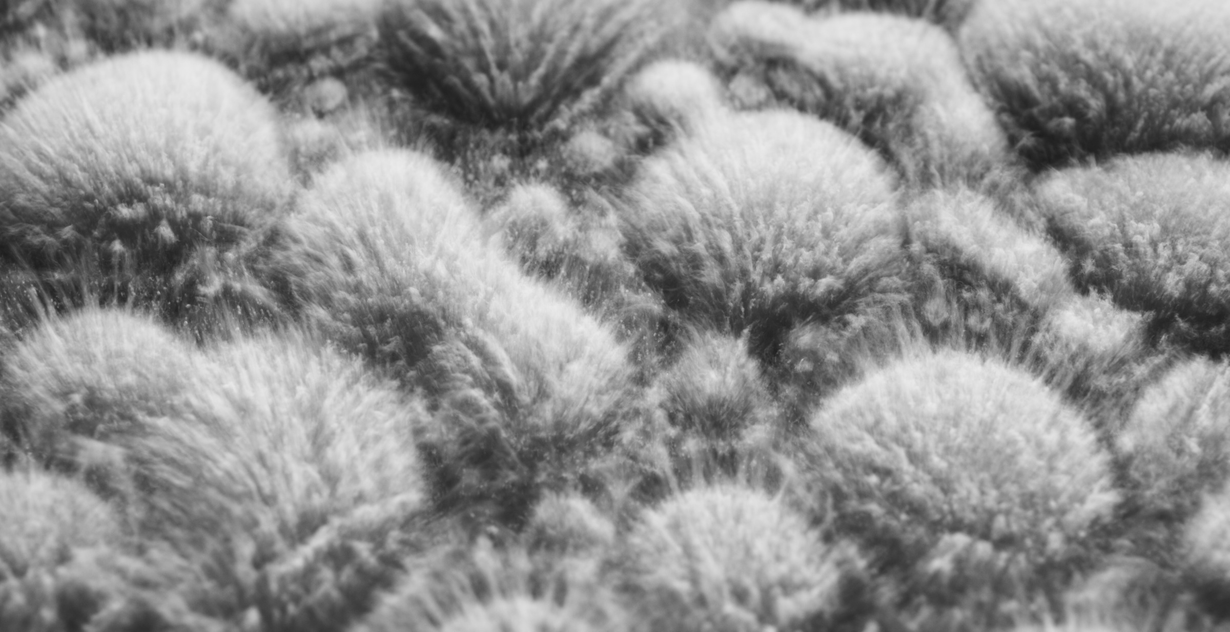 Still frame titled "Powder Fuzzy Crystal Macro" from the GLM Filmsupply Frame Grab Titles source drop.
